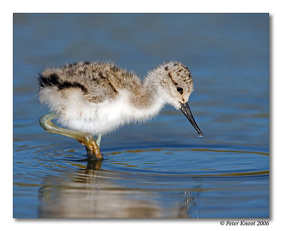 American Avocet