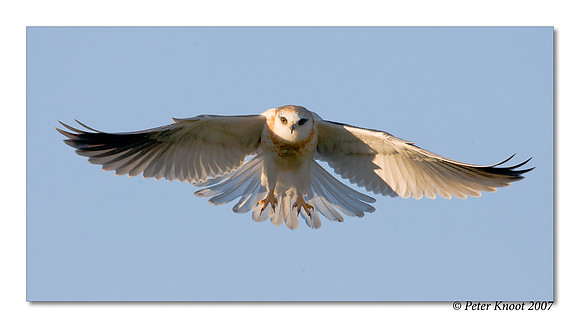 White-tailed Kite