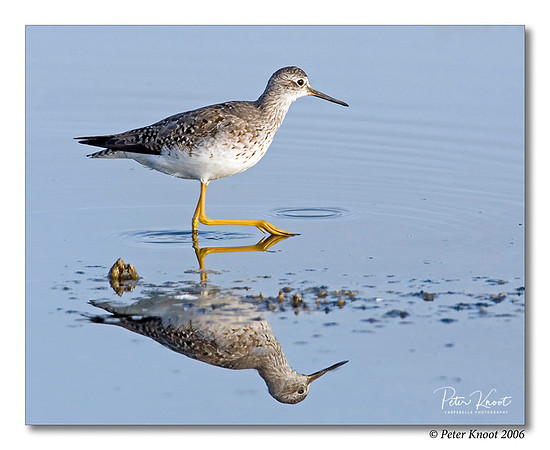 Lesser Yellowlegs