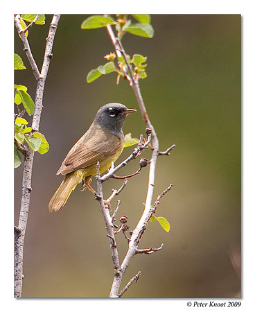 McGillivray's Warbler
