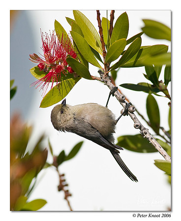 Bushtit