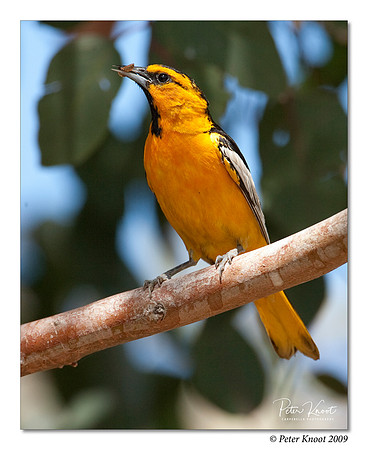 Bullock's Oriole