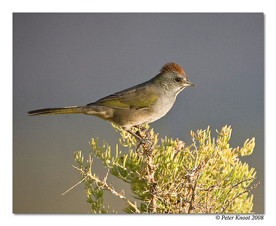 Green-tailed Towhee