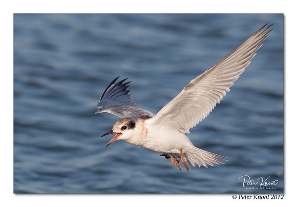 Forster's Tern