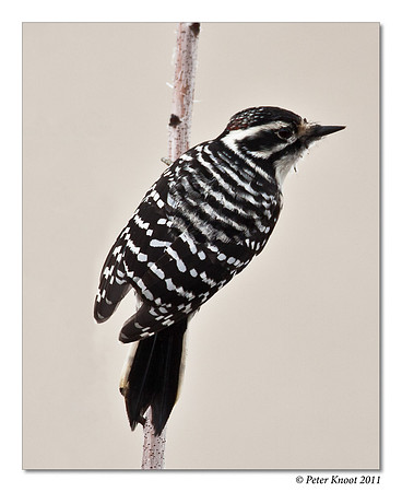 Nuttall's Woodpecker