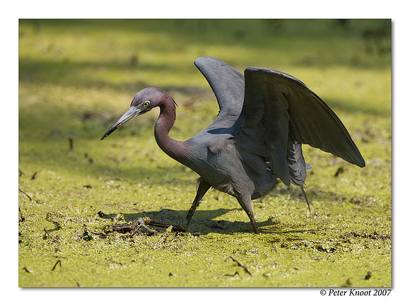 Little Blue Heron