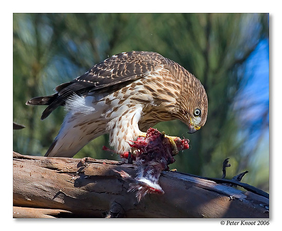 Cooper's Hawk