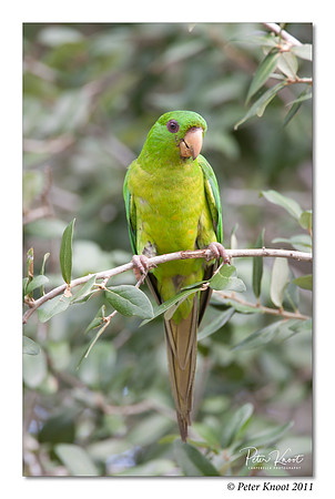 Green Parakeet