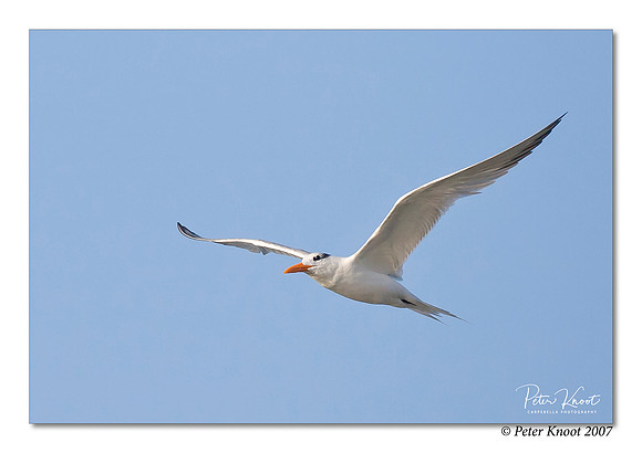 Royal Tern