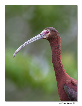 White-faced Ibis