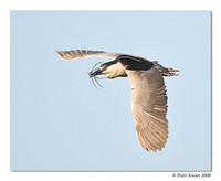 Black-crowned Night-Heron