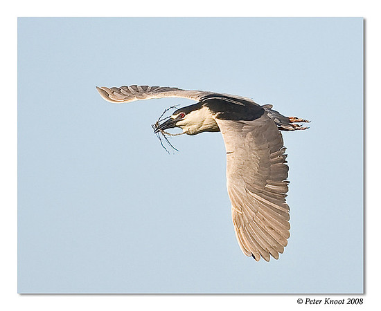 Black-crowned Night-Heron