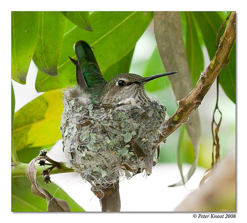Anna's Hummingbird