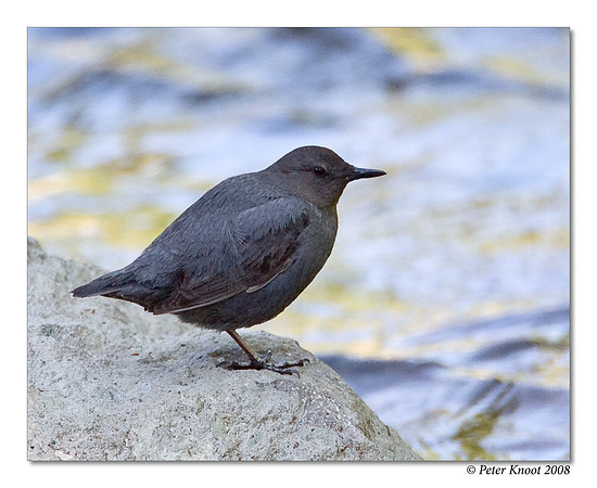 American Dipper