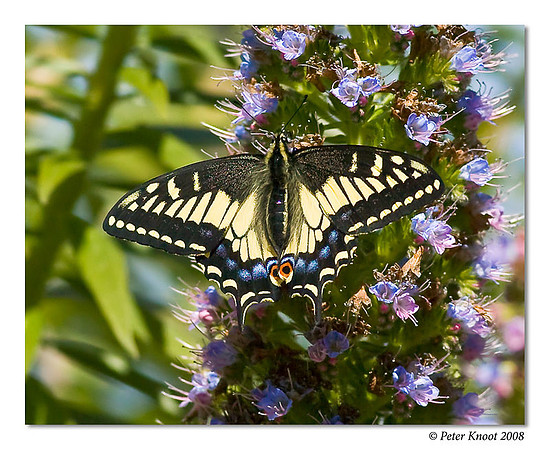 Anise Swallowtail