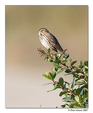 Savannah Sparrow
