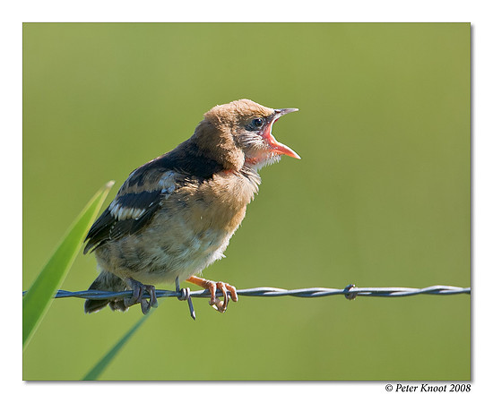 Yellow-headed Blackbird