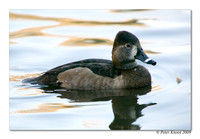 Ring-necked Duck