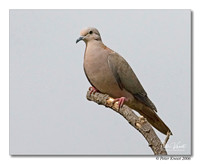 Eared Dove