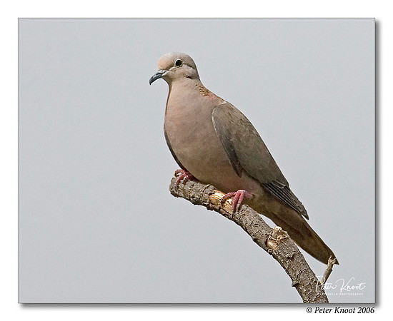 Eared Dove