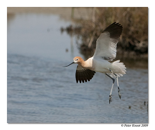 American Avocet