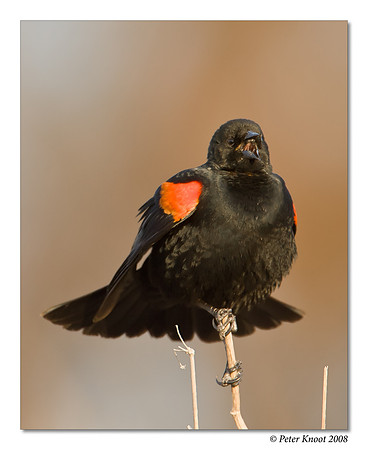 Red-winged Blackbird