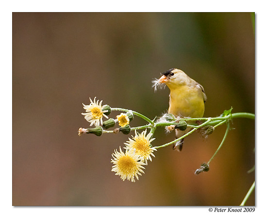American Goldfinch