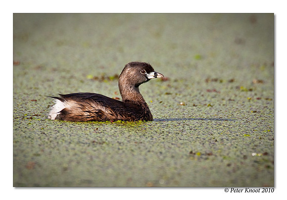 Pied-billed Grebe