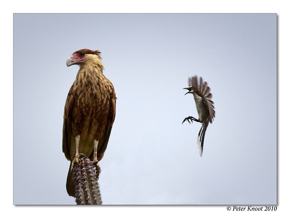 Crested Caracara and Tropical Mockingbird