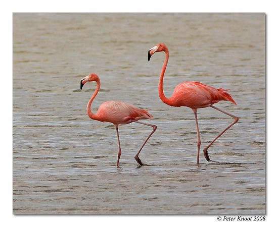 Caribbean Flamingo