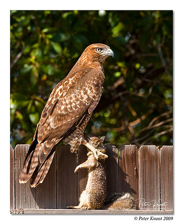 Red-tailed Hawk