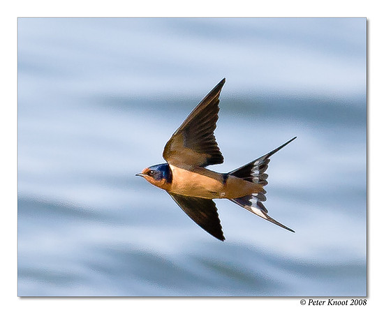 Barn Swallow
