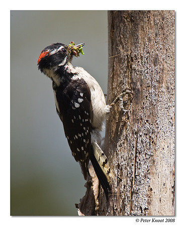Downy Woodpecker