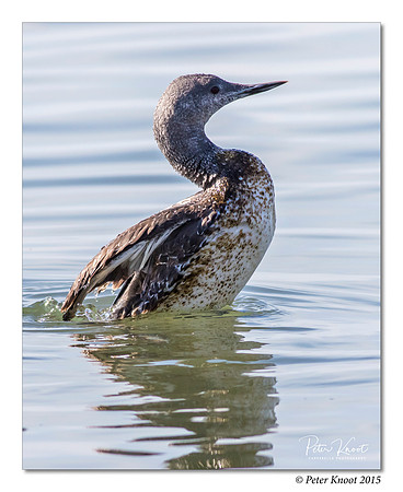 peter_red-throated_loon_12
