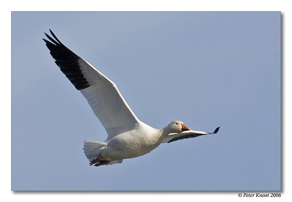 peter_snow_goose_5