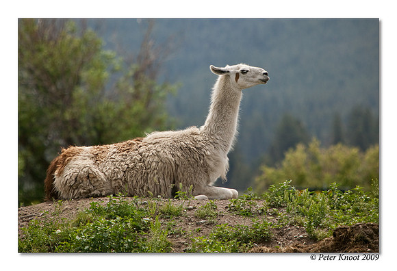 Llama