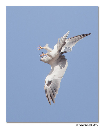 White-tailed Kite