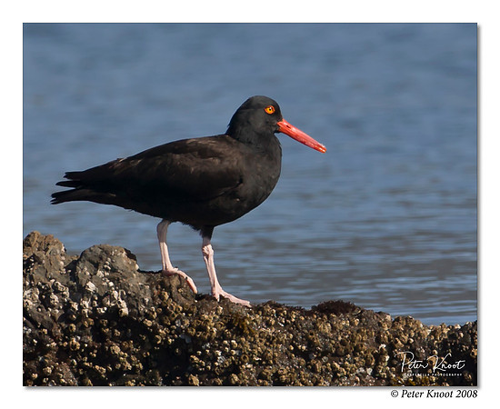Black Oystercatcher