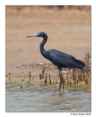 Little Blue Heron