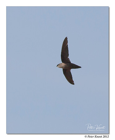 Chimney Swift