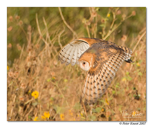 peter_barn_owl_1