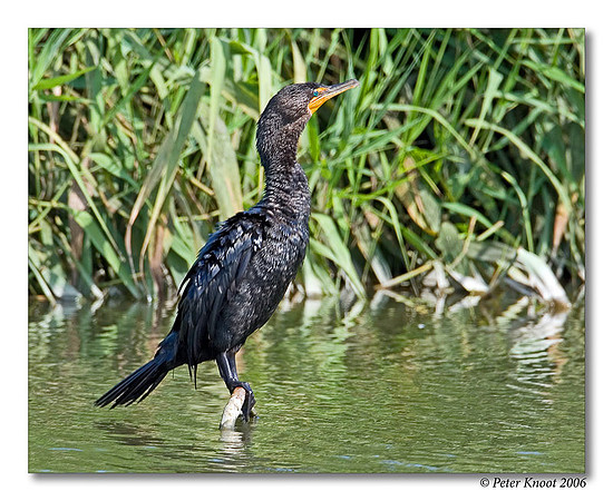 Double-crested Cormorant
