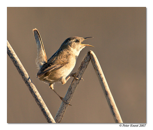 Marsh Wren