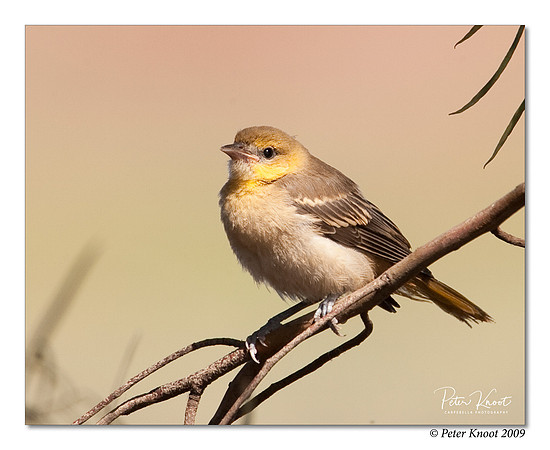 Bullock's Oriole