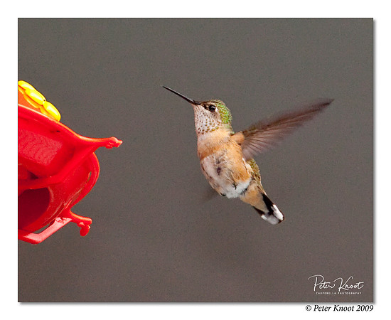 Calliope Hummingbird