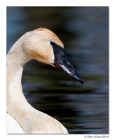 Trumpeter Swan