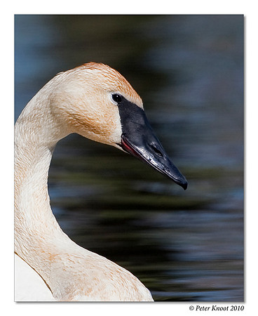 Trumpeter Swan