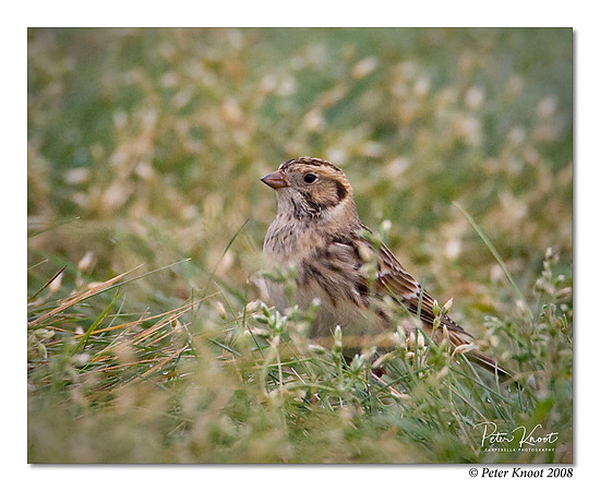 Lapland Longspur