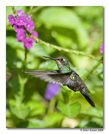 Blue-tailed Emerald Hummingbird
