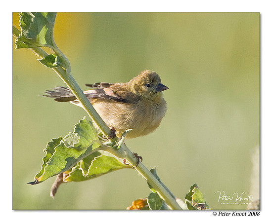 American Goldfinch